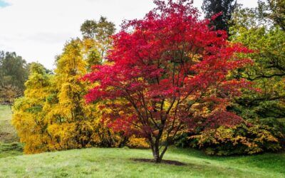 Hurricane-Safe Trees and Plants