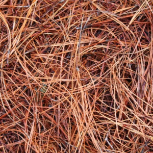 long leaf pine straw