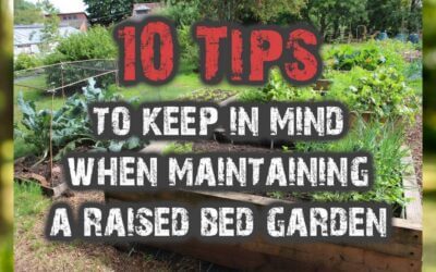 10 Tips to Keep in Mind When Maintaining a Raised Bed Garden