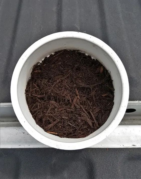 Chocolate Mulch