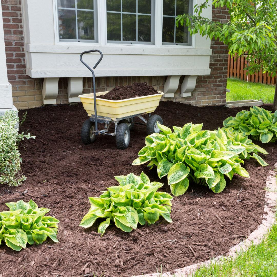 Premium chocolate mulch